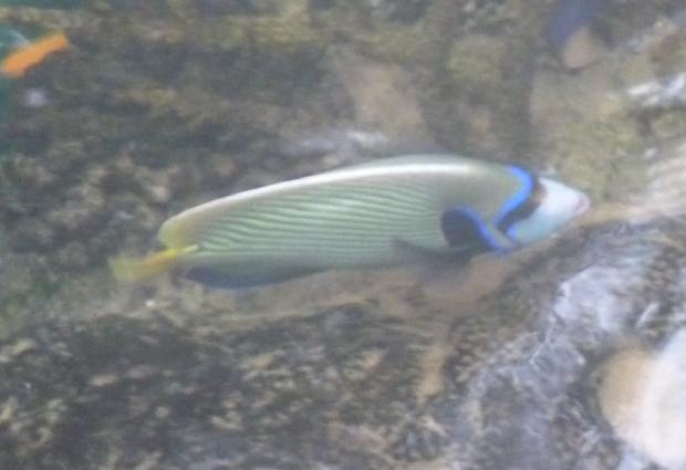 Peixe-anjo-imperador