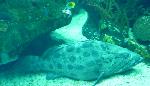 Garoupa-batata <i>(Epinephelus tukula)</i>