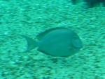 Cirurgião-listado <i>(Acanthurus chirurgus)</i>