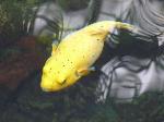 Peixe-balão-de-pintas-pretas <i>(Arothron nigropunctatus)</i>