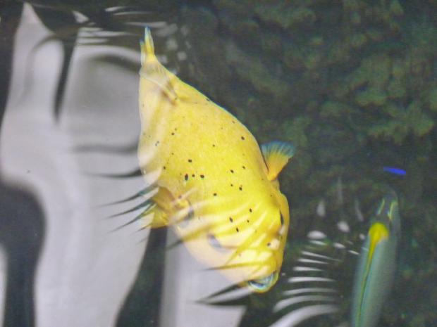 Peixe-balão-de-pintas-pretas