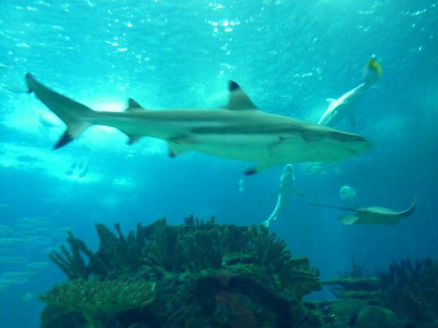 Tubarão-de-pontas-negras-do-recife
