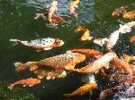 Carpa-comum <i>(Cyprinus carpio)</i>