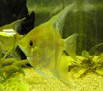 Escalar <i>(Pterophyllum scalare)</i>