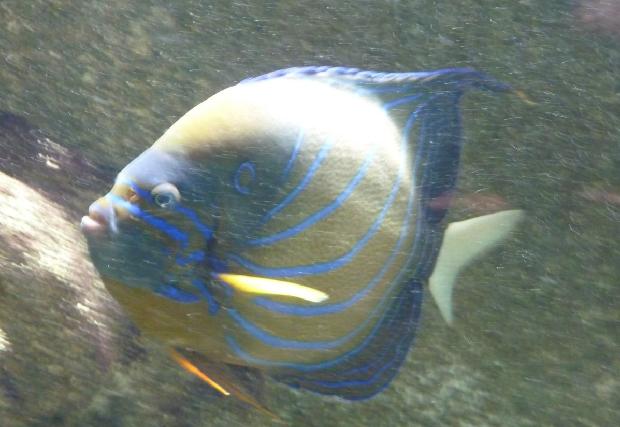 Peixe-anjo-de-anel-azul