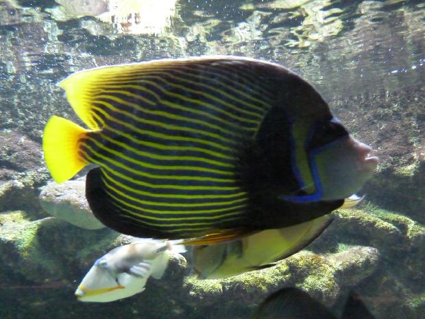 Peixe-anjo-imperador