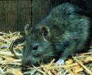 Praga de ratos leva fome a Mizoram