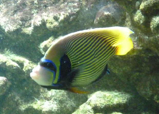 Peixe-anjo-imperador