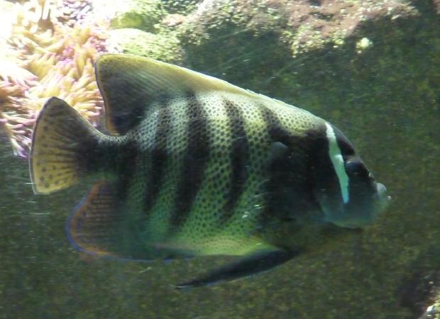 Peixe-anjo-de-seis-faixas