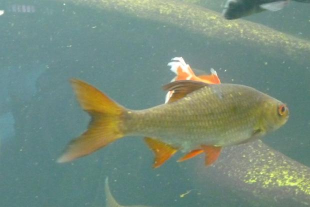 Scardinius erythrophthalmus