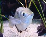 Peixe-arqueiro <i>(Toxotes jaculator)</i>