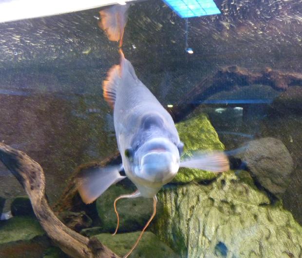 Gourami-gigante-de-cauda-vermelha