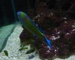 Bodião-verde <i>(Thalassoma pavo)</i>