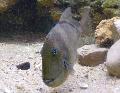 Peixe-porco