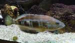 Garoupa-de-rolo <i>(Serranus atricauda)</i>