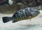 Garoupa-comum <i>(Epinephelus marginatus)</i>