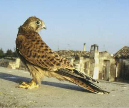 Peneireiro-das-torres