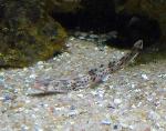 Pata-roxa <i>(Scyliorhinus canicula)</i>