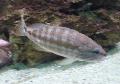 Serranus cabrilla