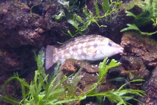 Symphodus bailloni