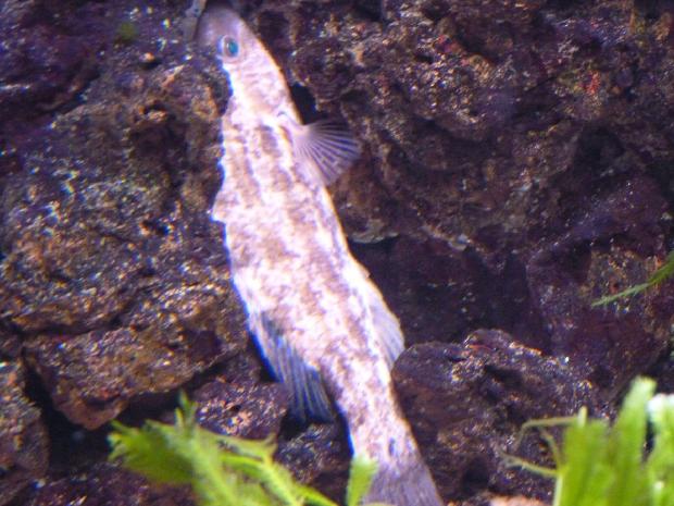 Symphodus bailloni