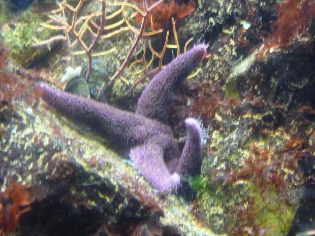 Estrela-do-mar-púrpura