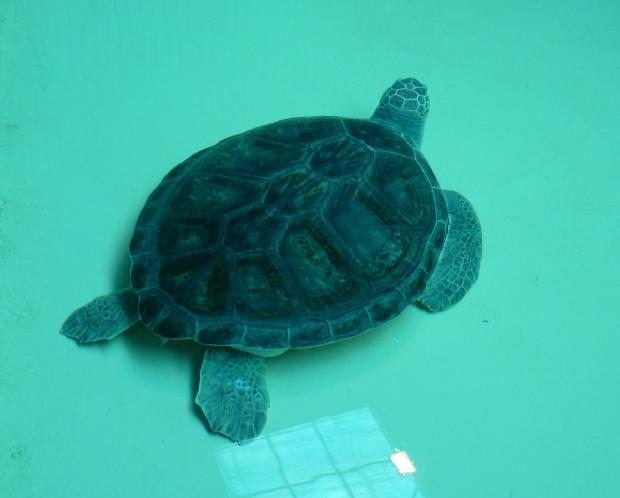 Tartaruga-bobo