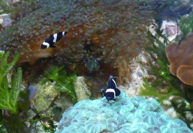 Peixes-palhaço-pretos-e-brancos