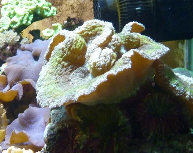 Coral
