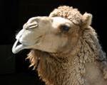 Camelo <i>(Camelus bactrianus)</i>