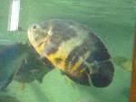 Óscar <i>(Astronotus Ocellatus)</i>