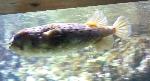 Peixes