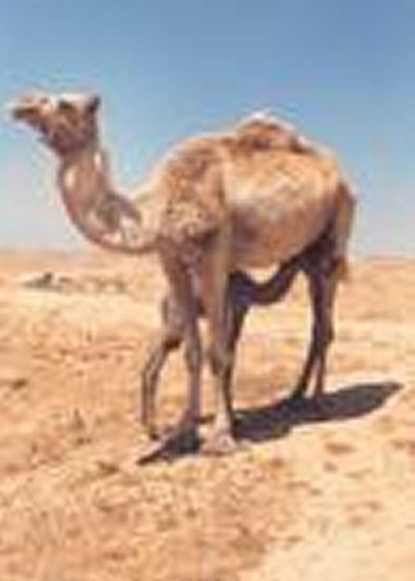 Dromedário