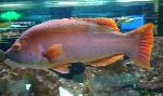 Peixe-cão <i>(Bodianus scrofa)</i>