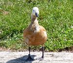 Aves