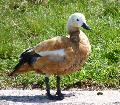 Pato-ferrugíneo