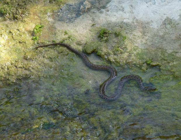 Cobra-de-água-viperina