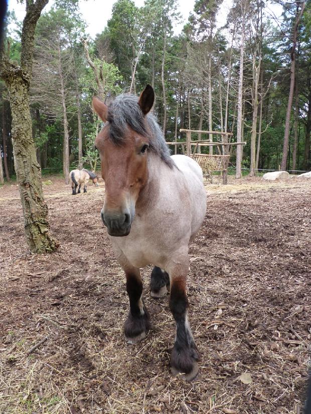 Cavalo Ardennais