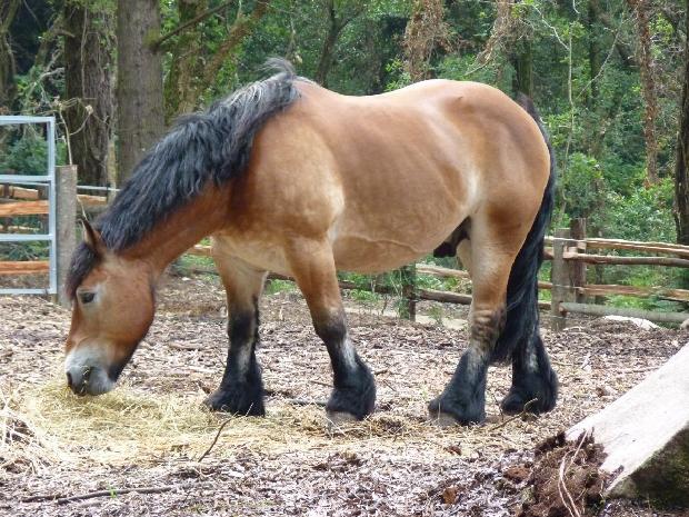 Cavalo Ardennais
