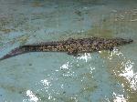 Crocodilo-do-Nilo <i>(Crocodylus niloticus) </i>