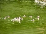 Aves