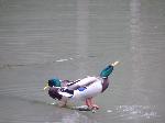 Aves