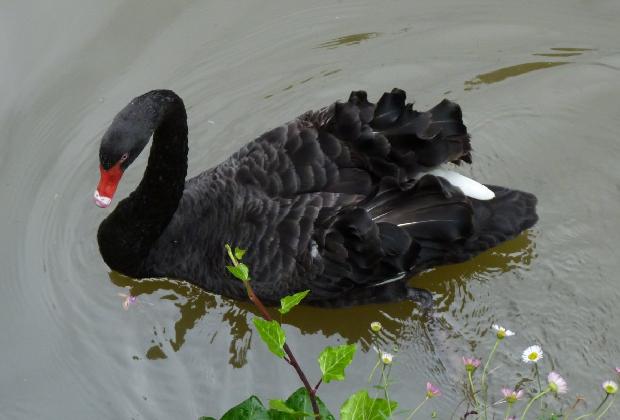 Cisne-negro