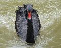 Cisne-negro