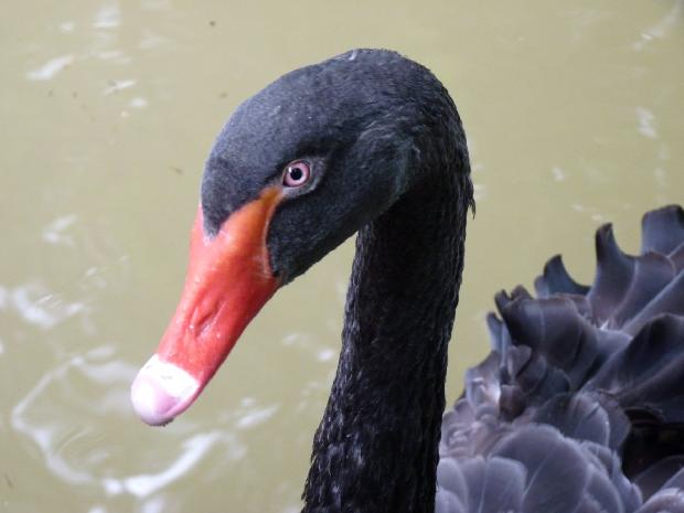 Cisne-negro