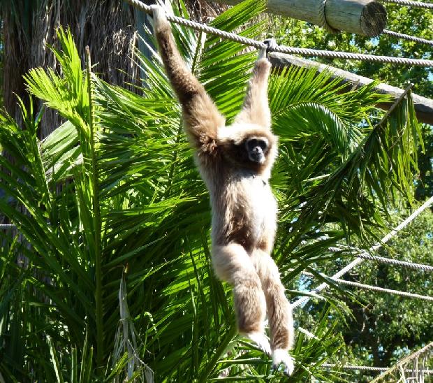 Gibão-de-mãos-brancas