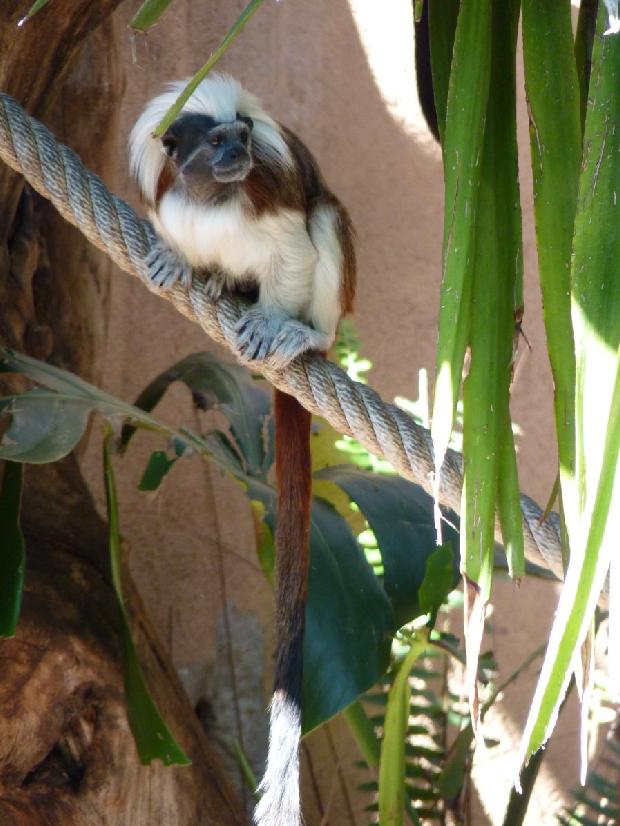 Saguim-cabeça-de-algodão
