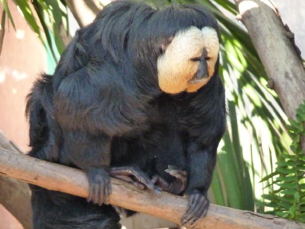 Saki-de-face-branca
