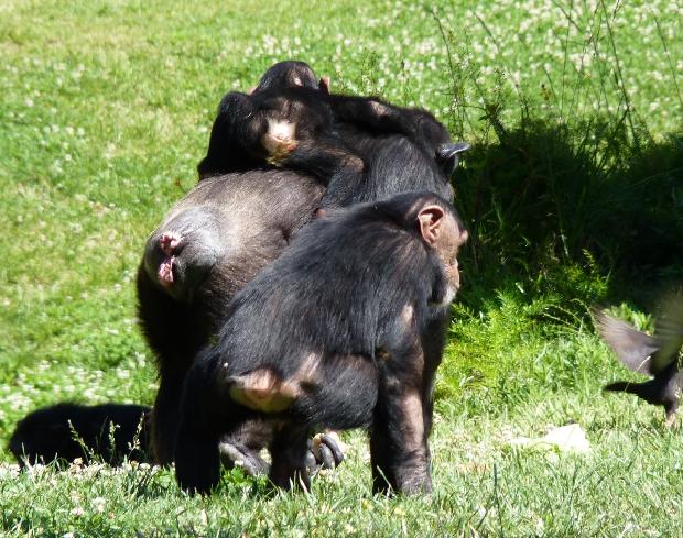 Chimpanzés