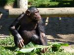 Chimpanzé <i>(Pan troglodytes) </i>